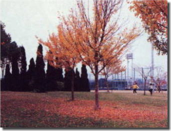 中の池公園紅葉
