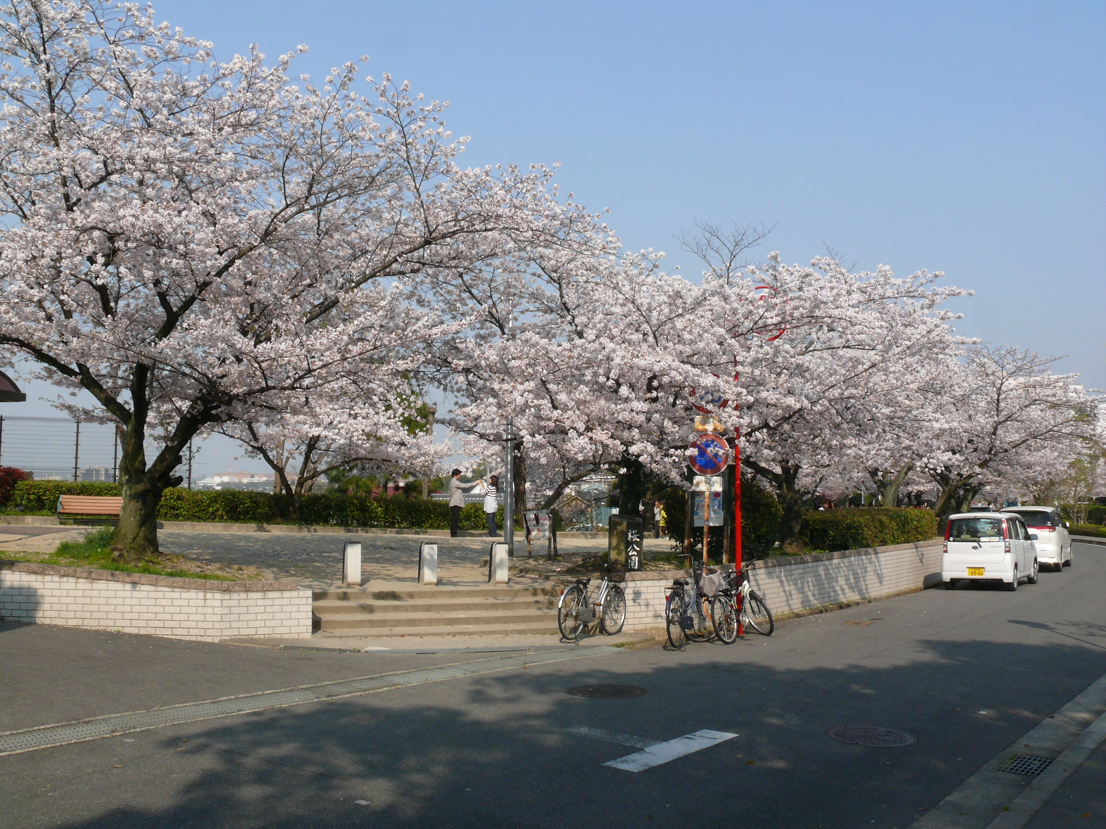 桜公園の桜の様子