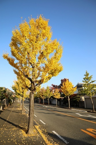 香里団地の並木の写真