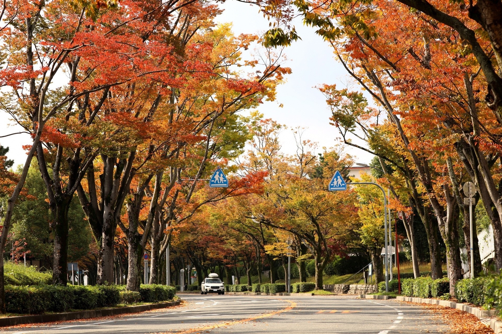 香里団地の並木の写真