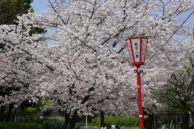 牧野の桜の写真
