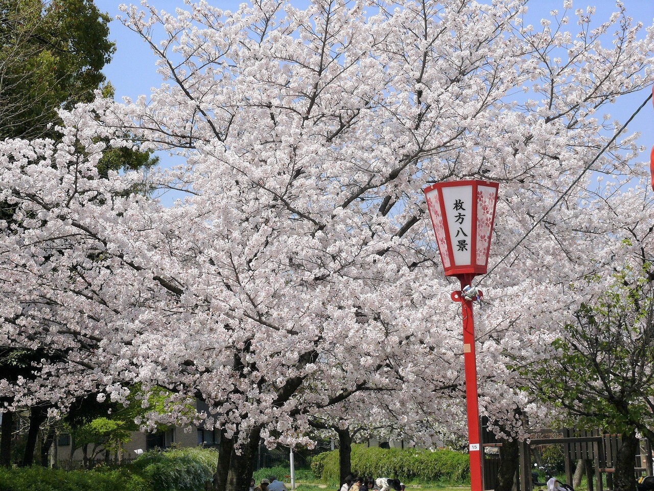 牧野の桜