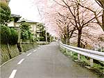 松美ヶ丘桜通りの写真