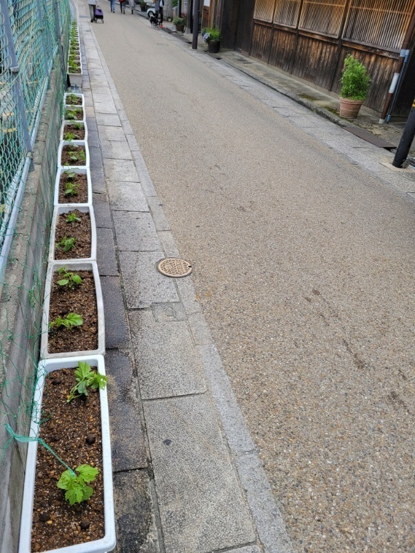 道路端のフェンスに緑のカーテンを設置