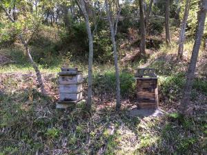 ニホンミツバチの養蜂（巣箱）の写真