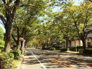 街路樹の写真