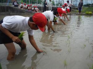 慎重に、丁寧に植えていく写真