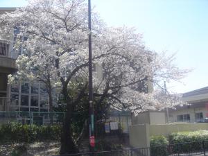 正門の桜の写真