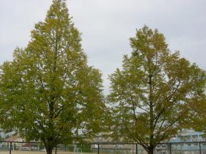 11月の風景5