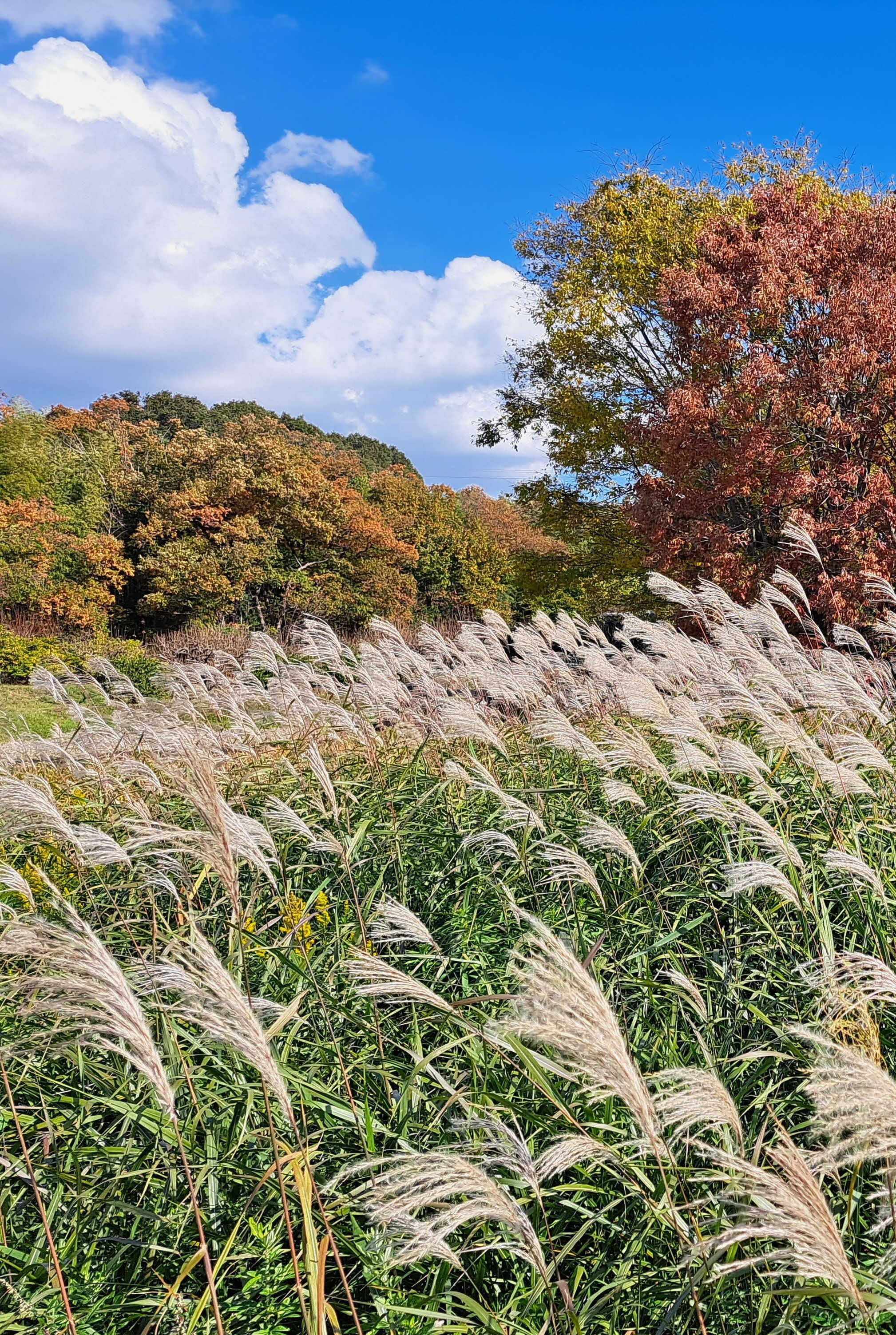 広報ひらかた令和7年10月号