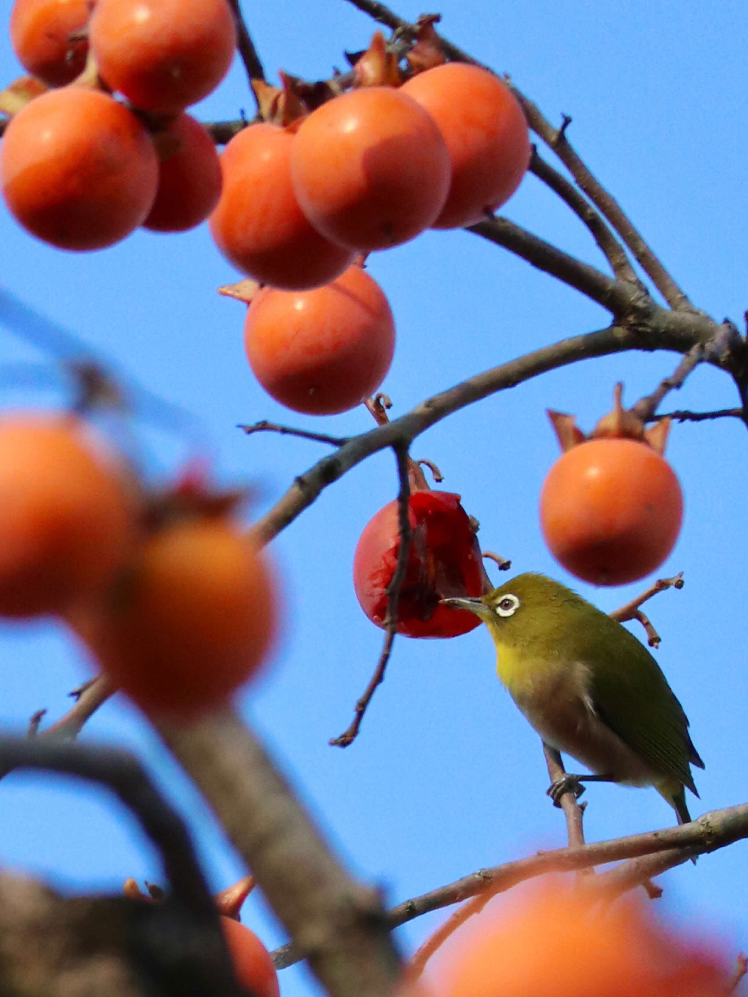 広報ひらかた令和7年11月号
