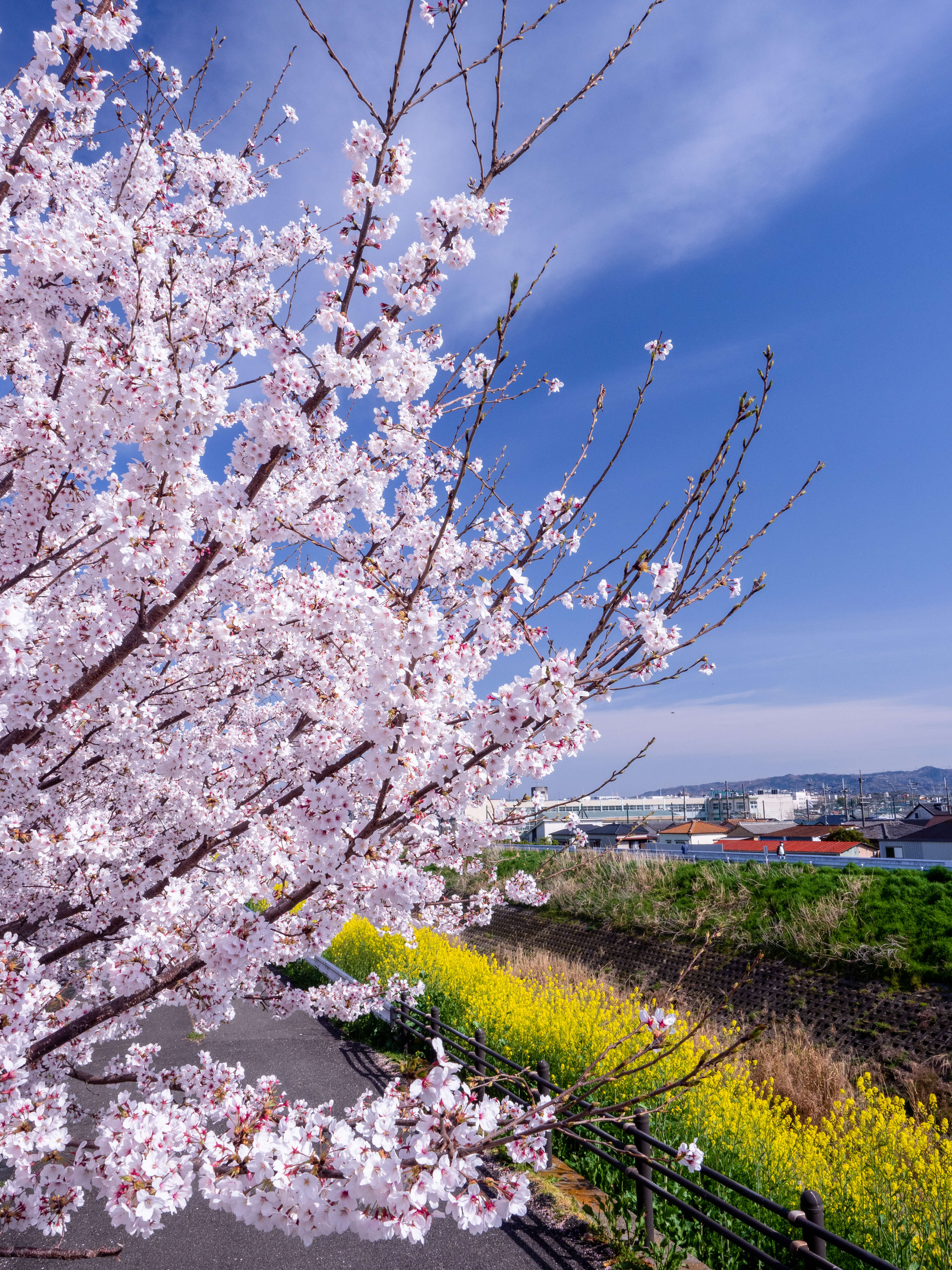 広報ひらかた令和6年4月号表紙