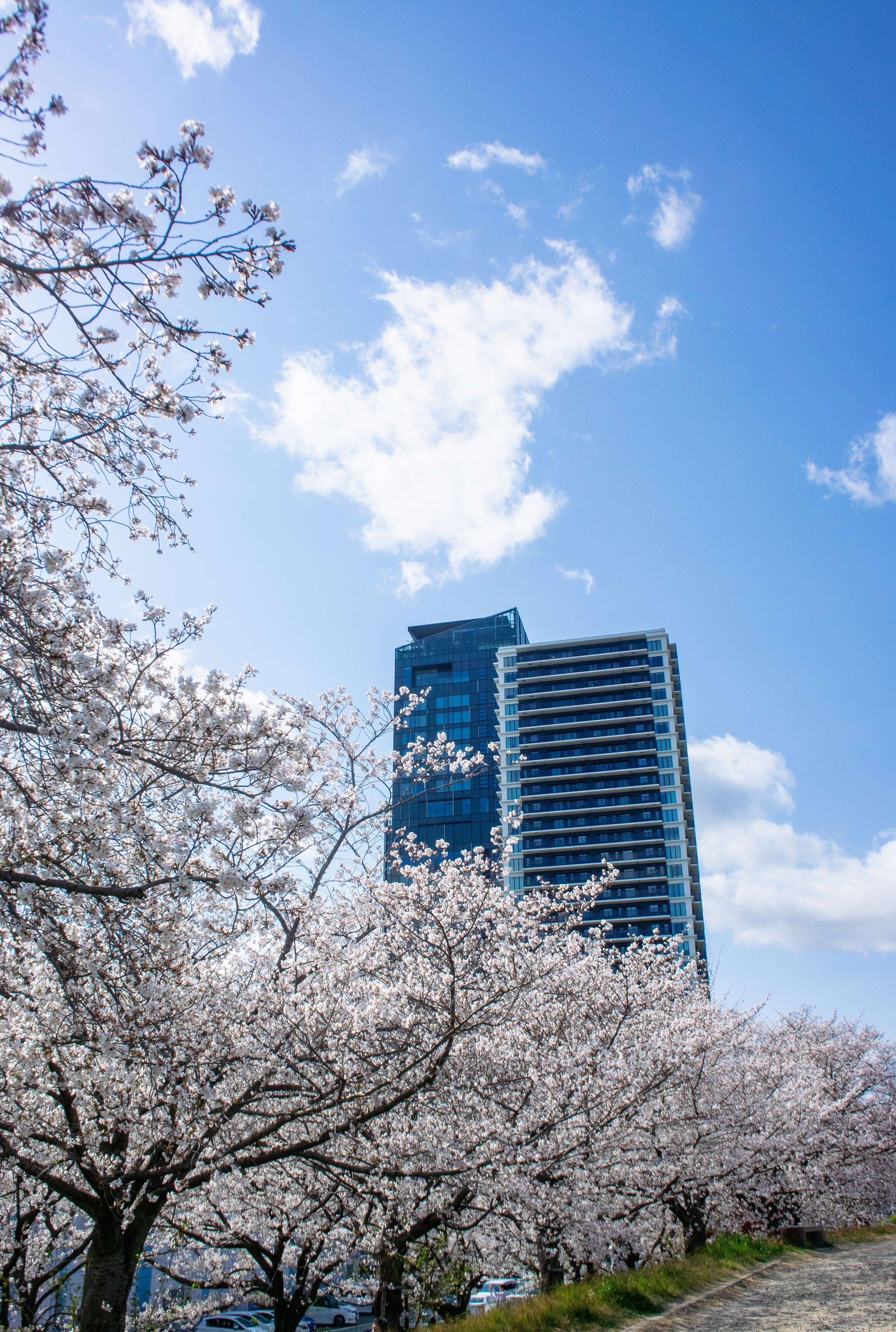 広報ひらかた4月号