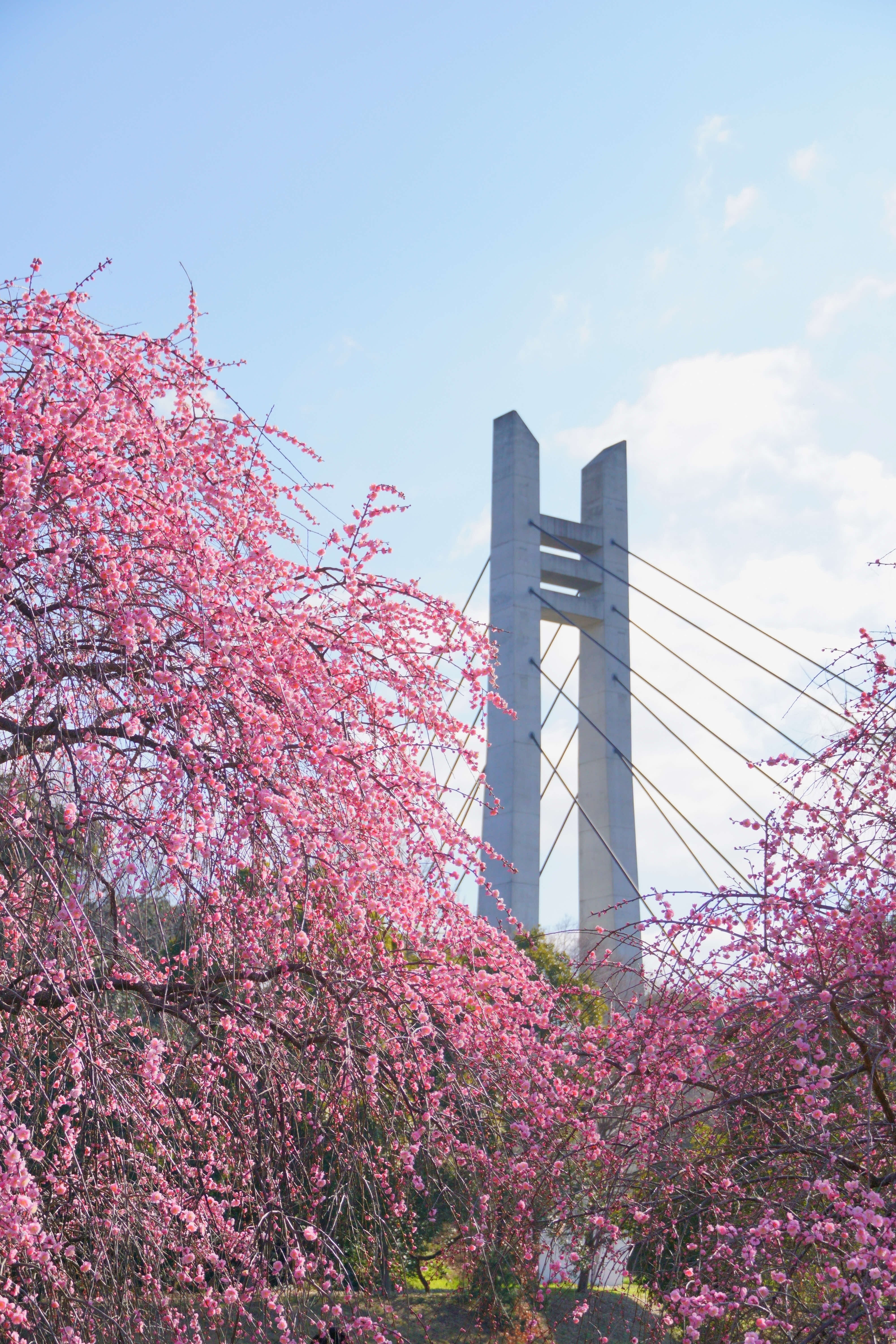 広報ひらかた3月号