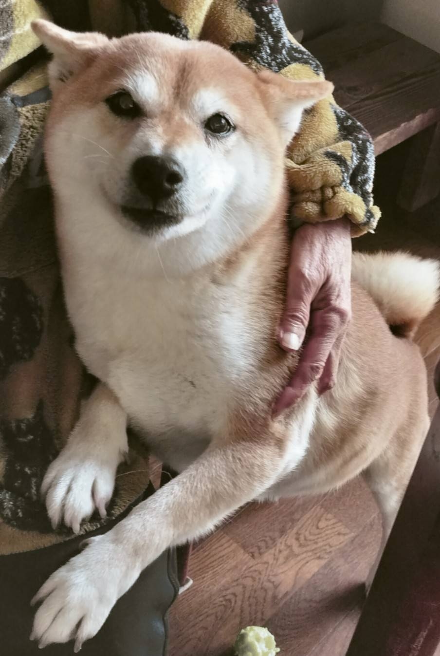 現在掲載中の犬猫3の写真