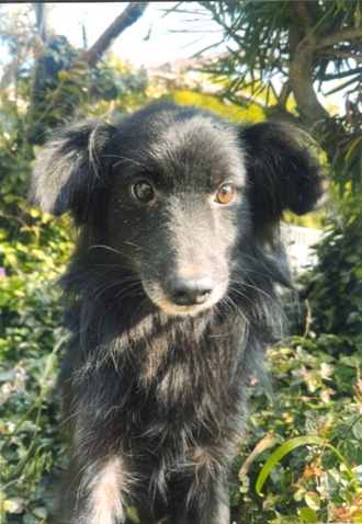 現在掲載中の犬猫1の写真