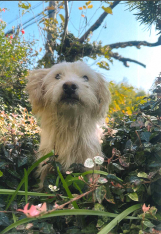 現在掲載中の犬猫2の写真