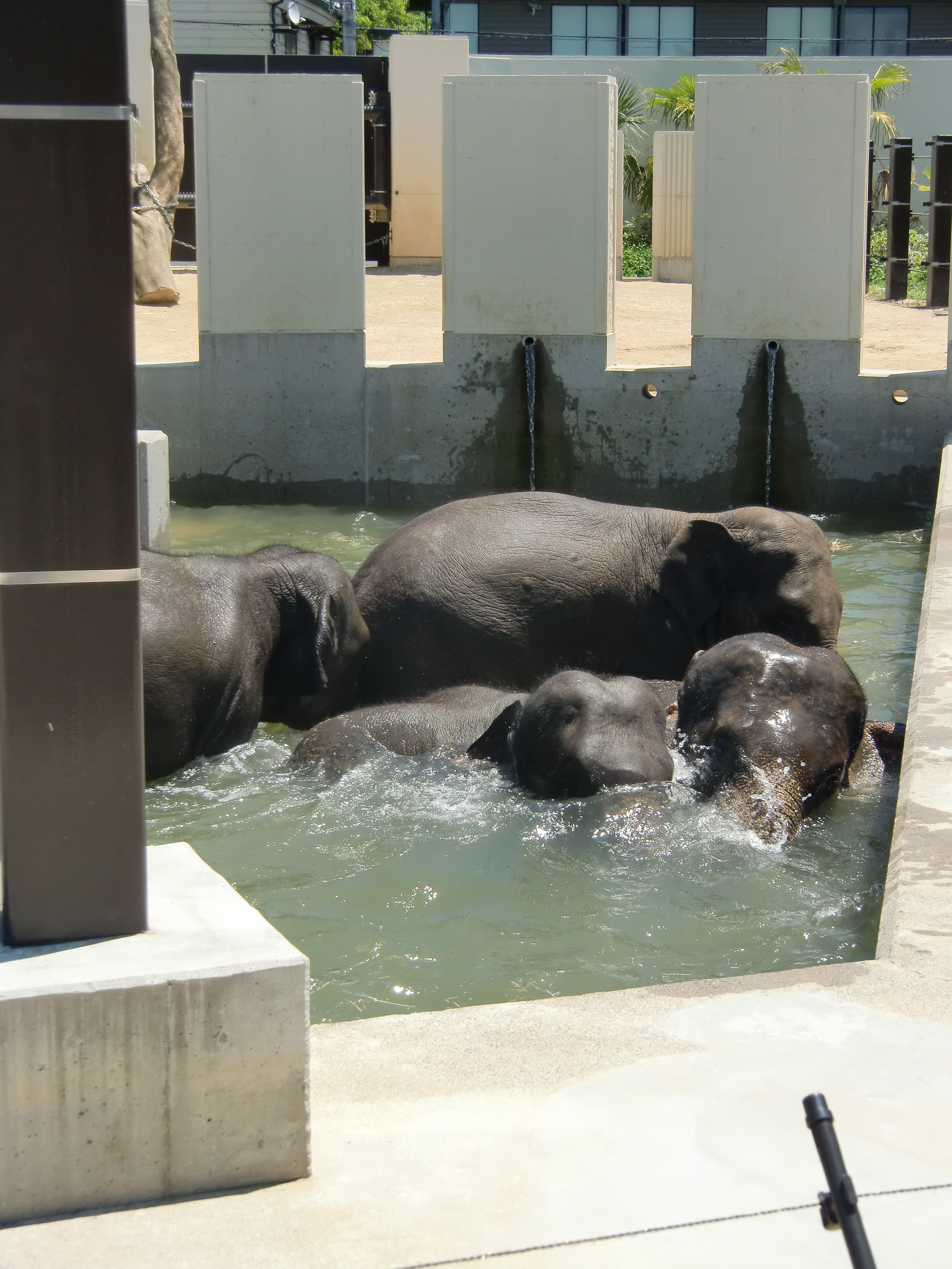 水浴びをするゾウ