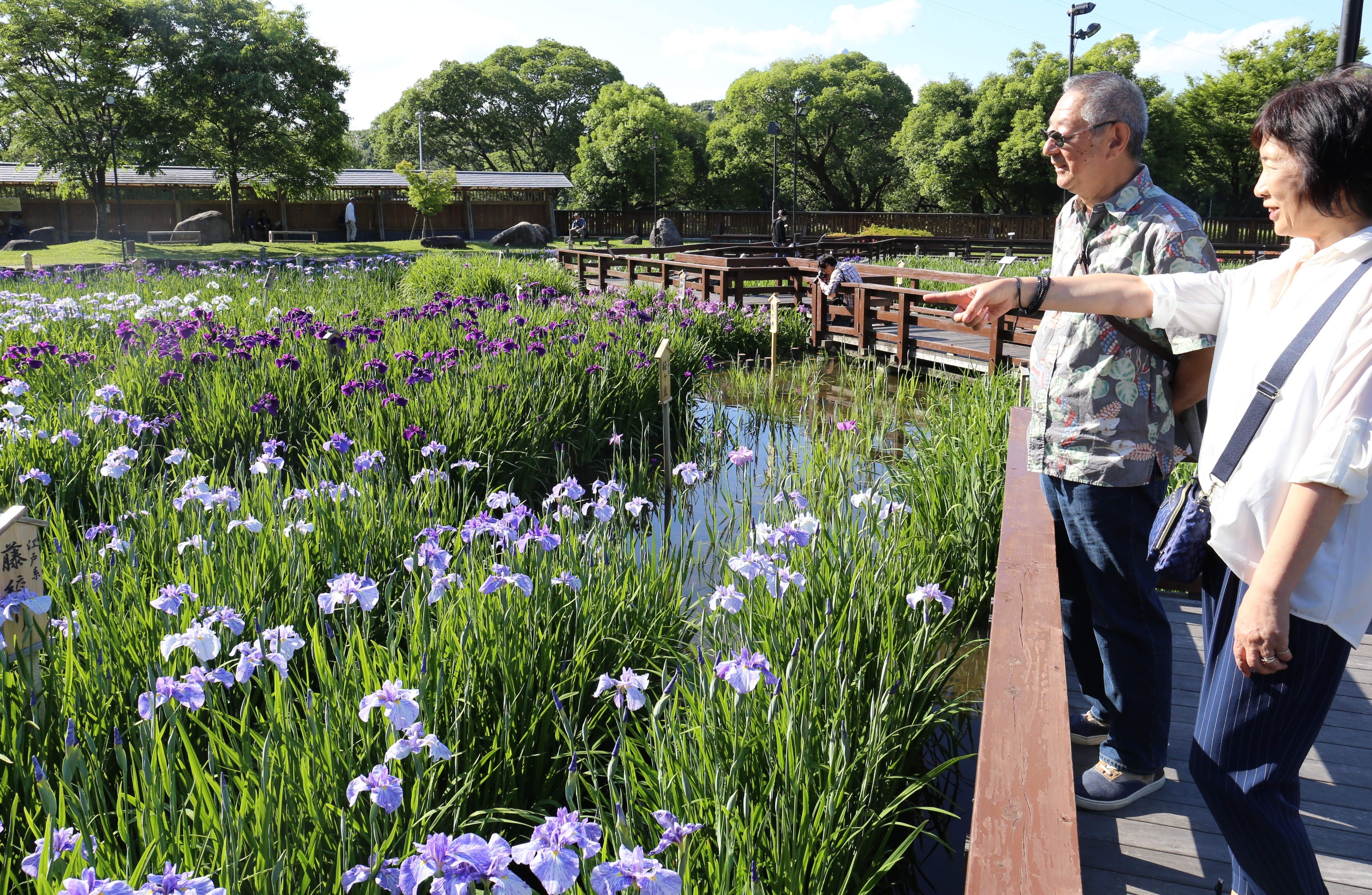 花菖蒲園の様子