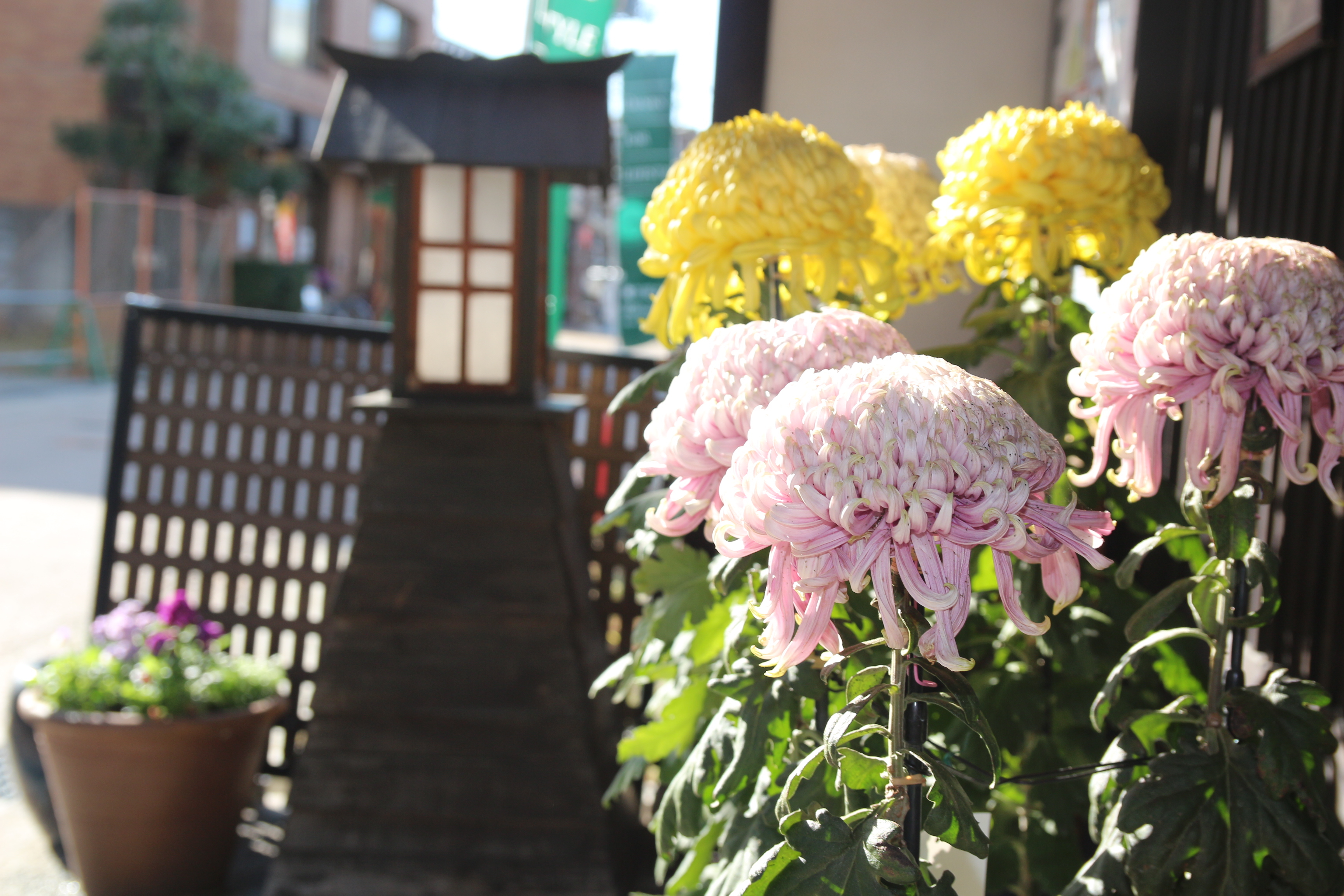 街道菊花祭