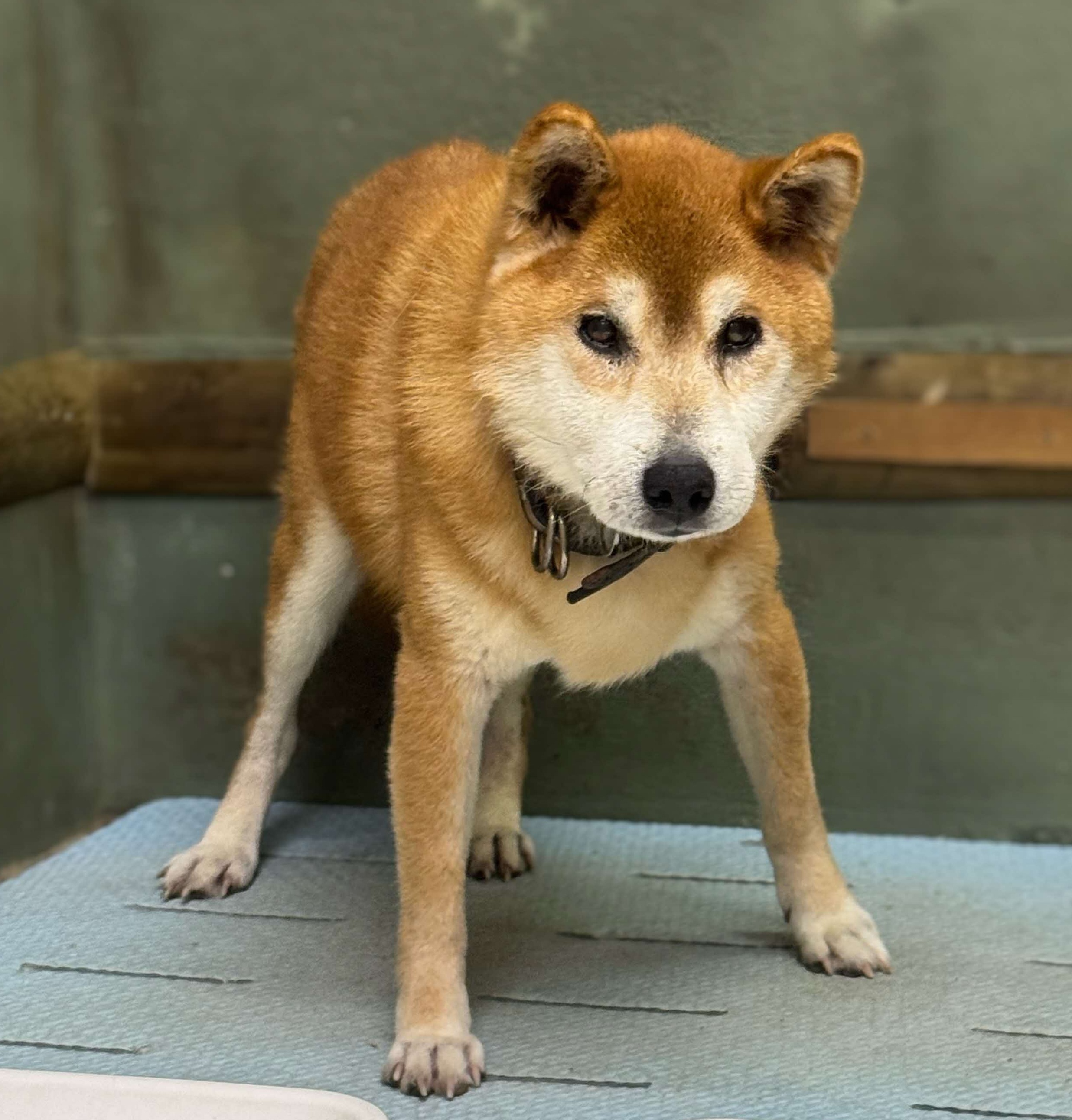 犬の写真