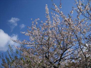 桜151