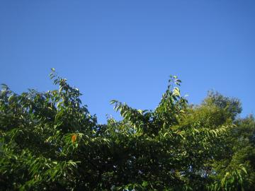 朝171