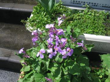 花171