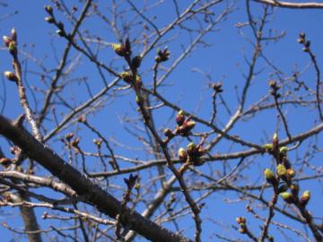 桜121