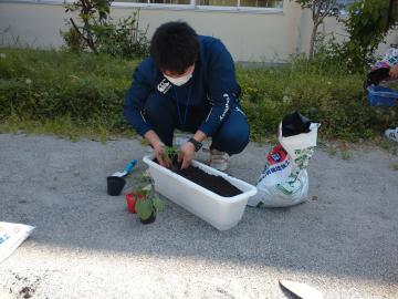 2年野菜の植え付け