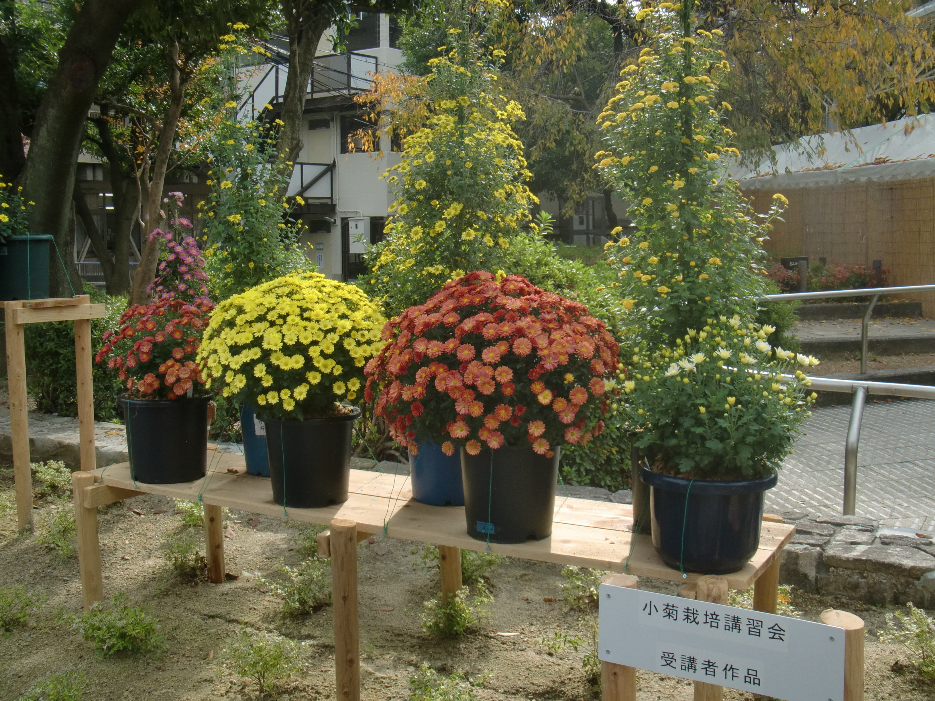 菊の育て方を紹介する動画を公開 枚方市ホームページ