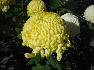 菊251