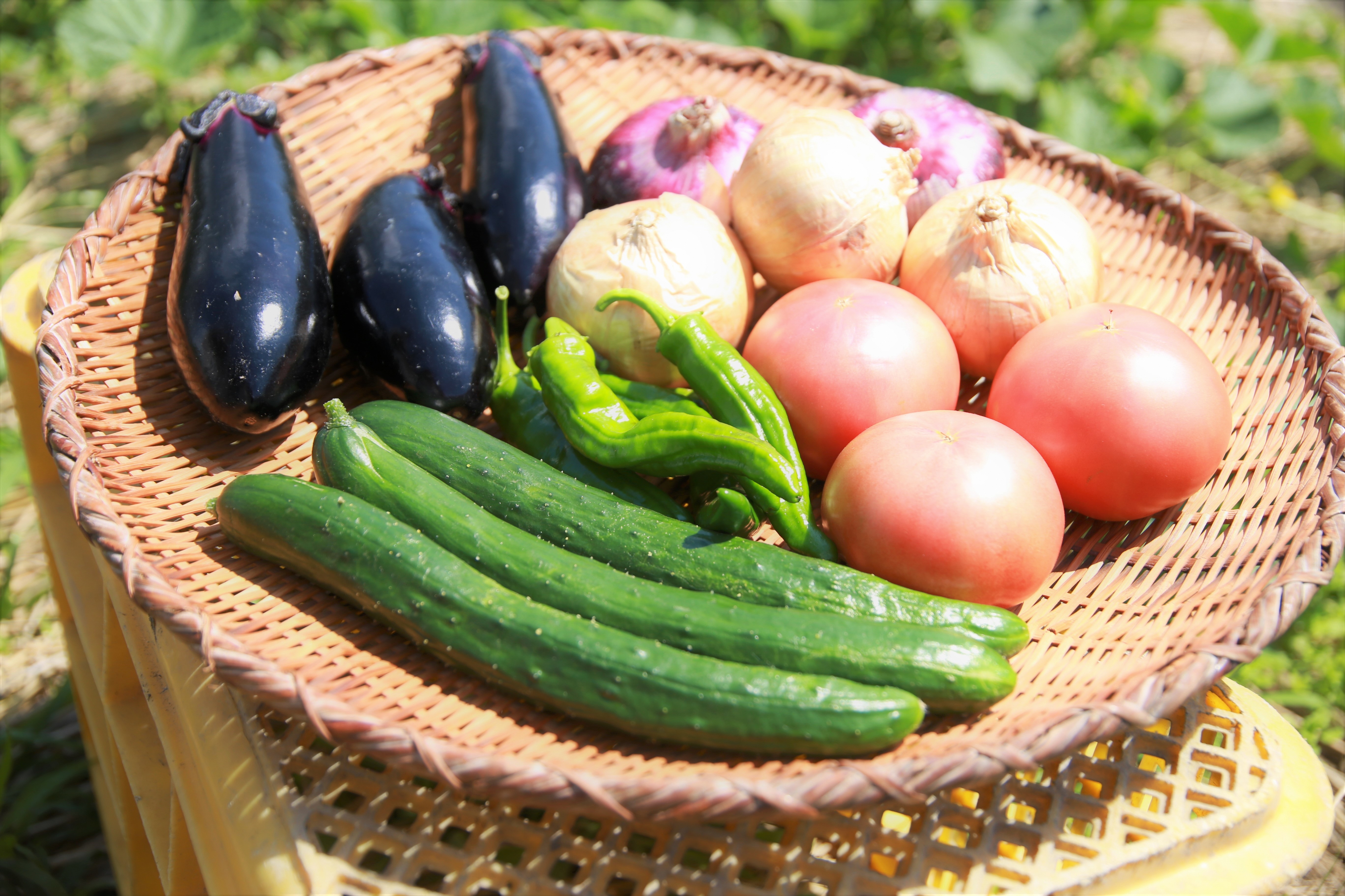 野菜写真