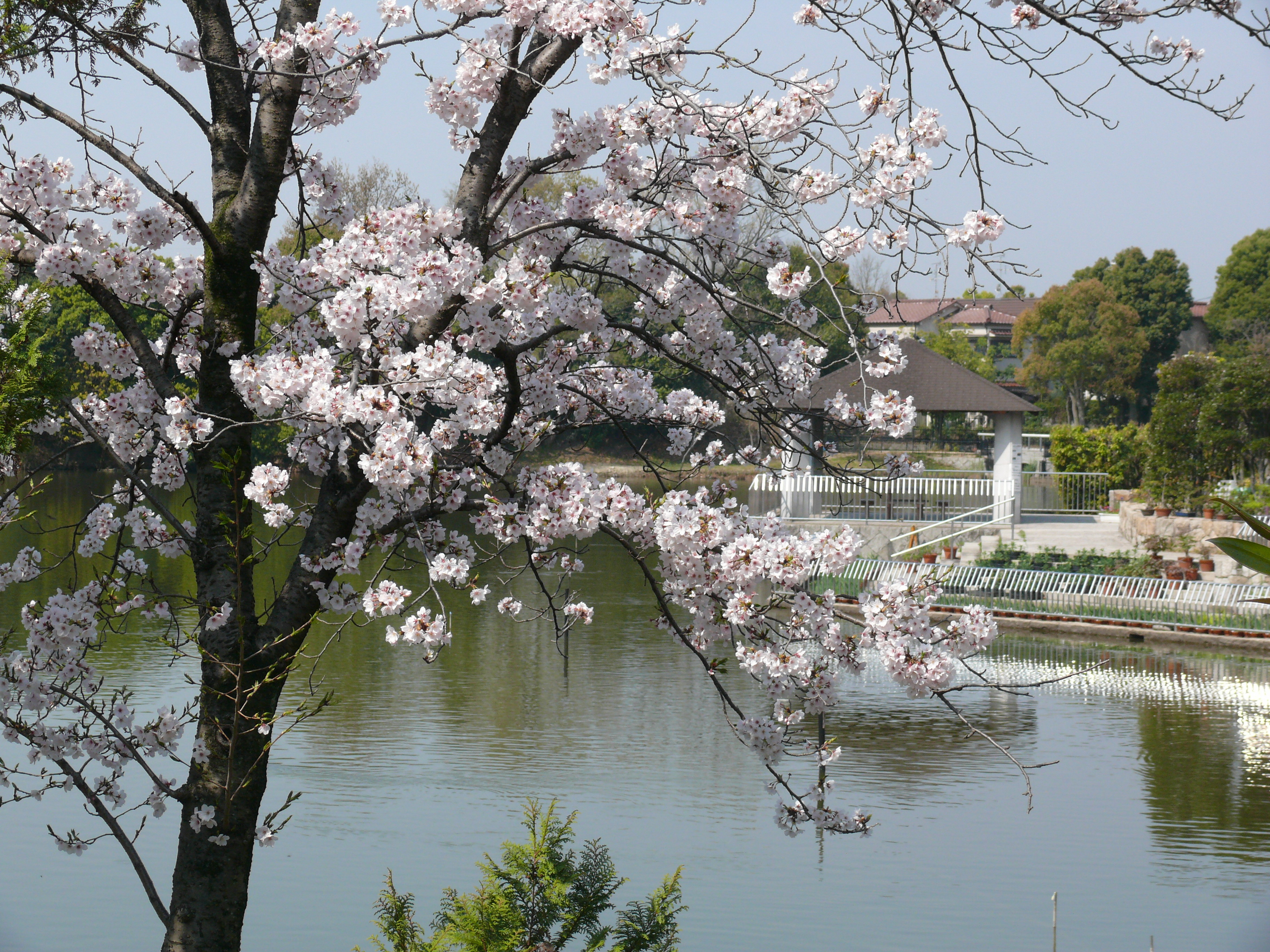 市民の森の桜の様子