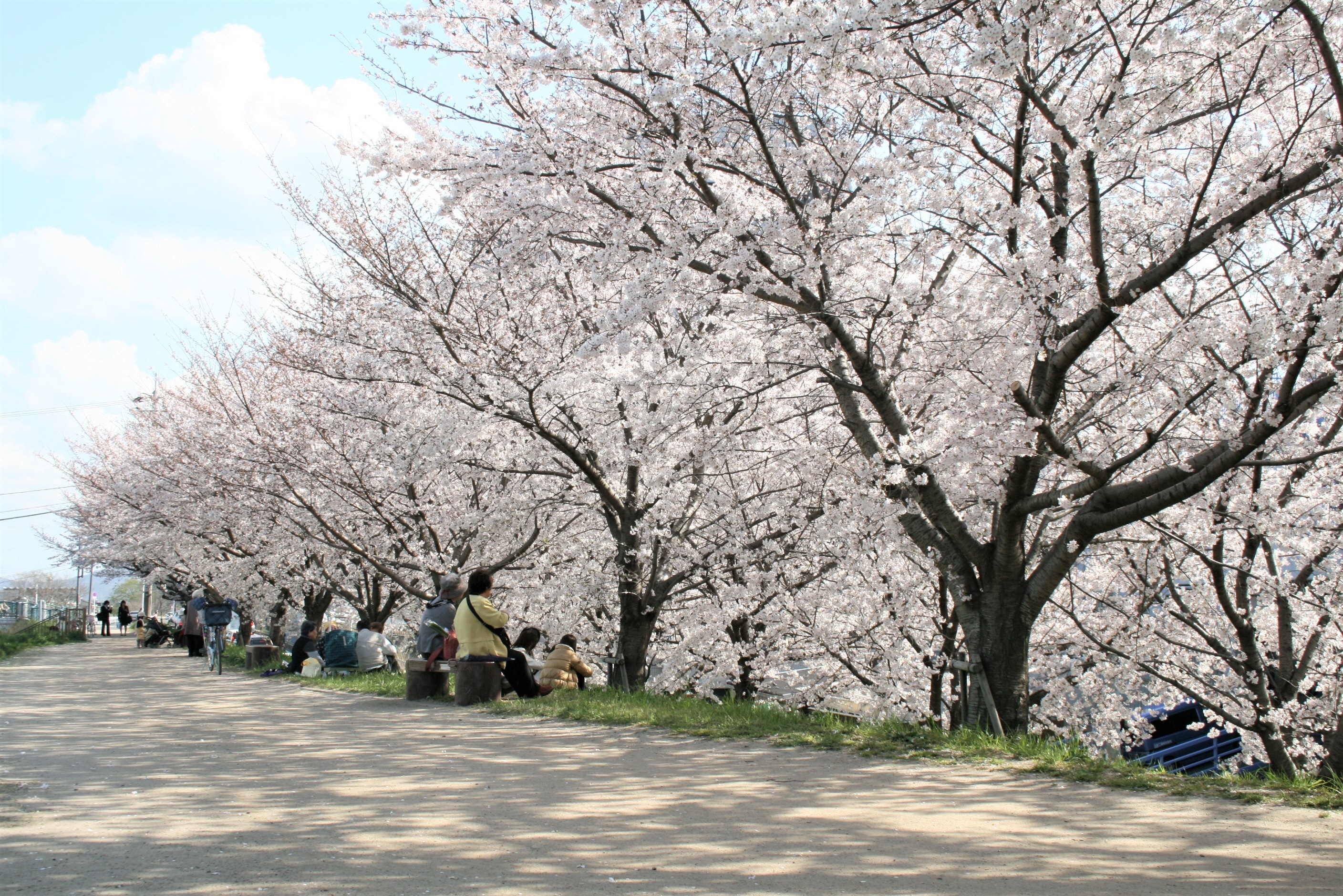 天野川堤防沿いの桜並木の様子