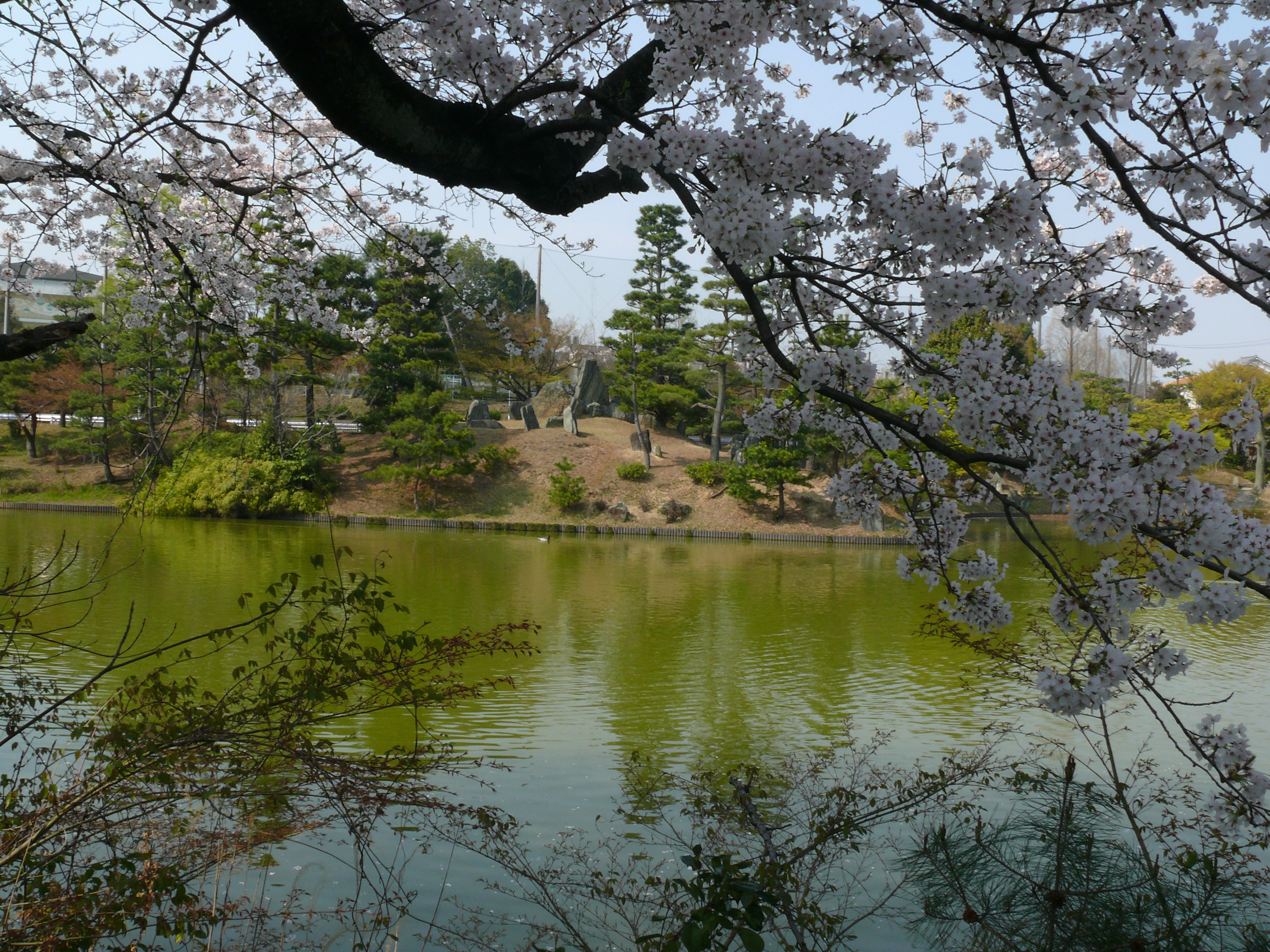 以楽公園の桜の様子