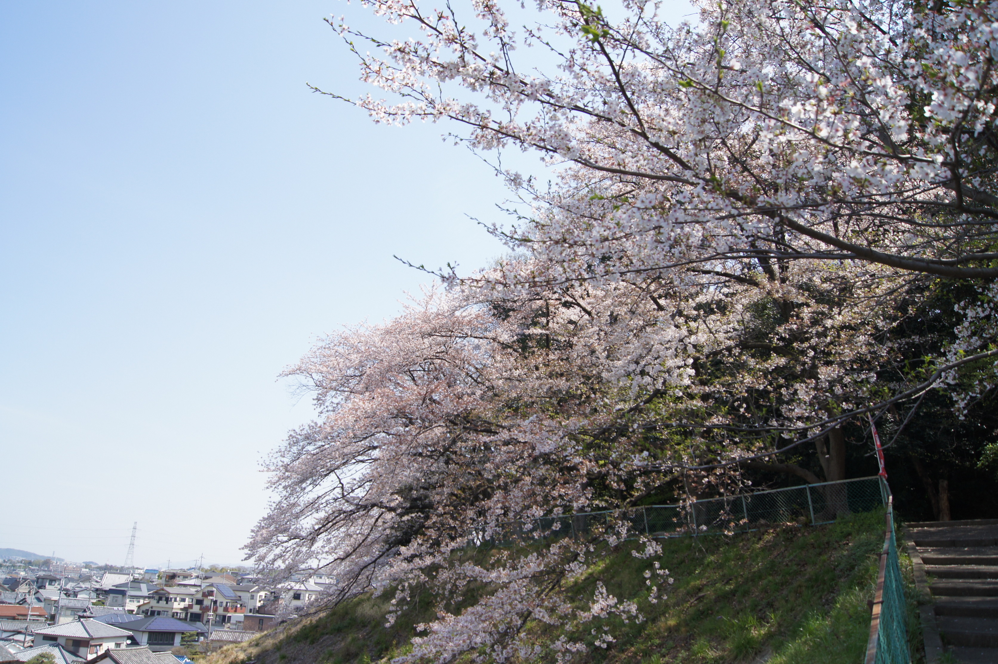 御殿山公園の桜の様子
