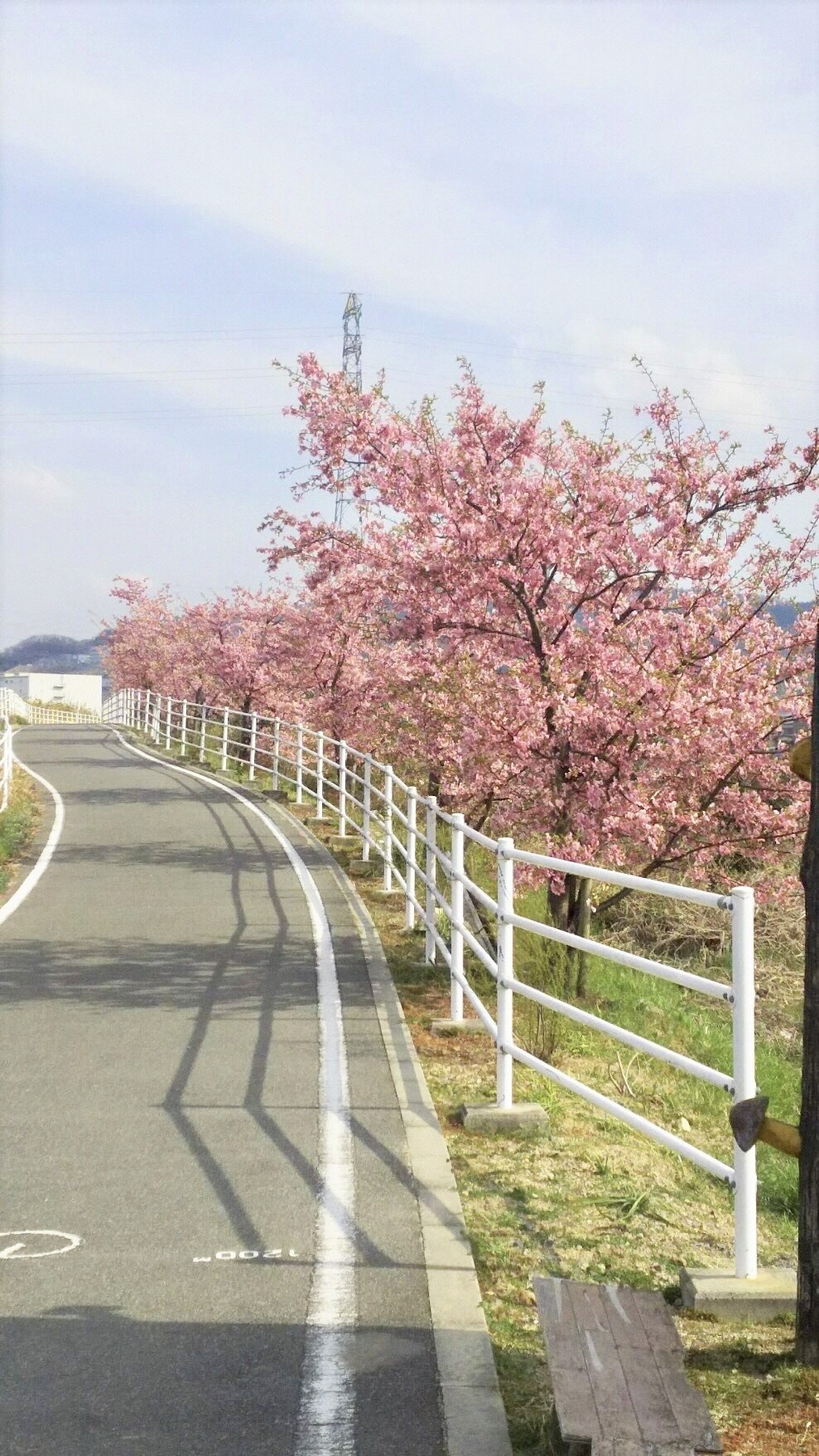 穂谷川沿いの桜並木の様子