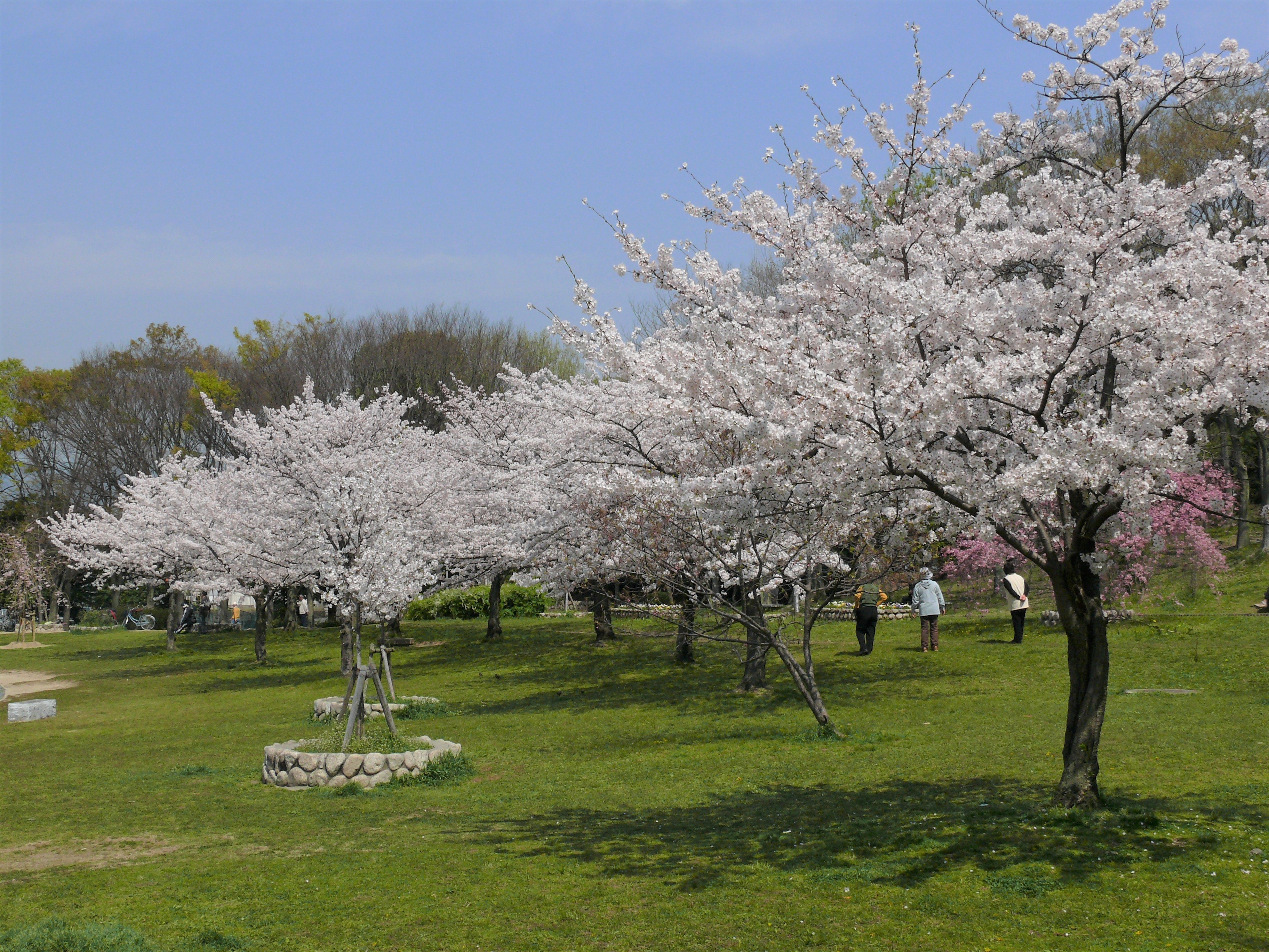 楠葉東公園の桜の様子