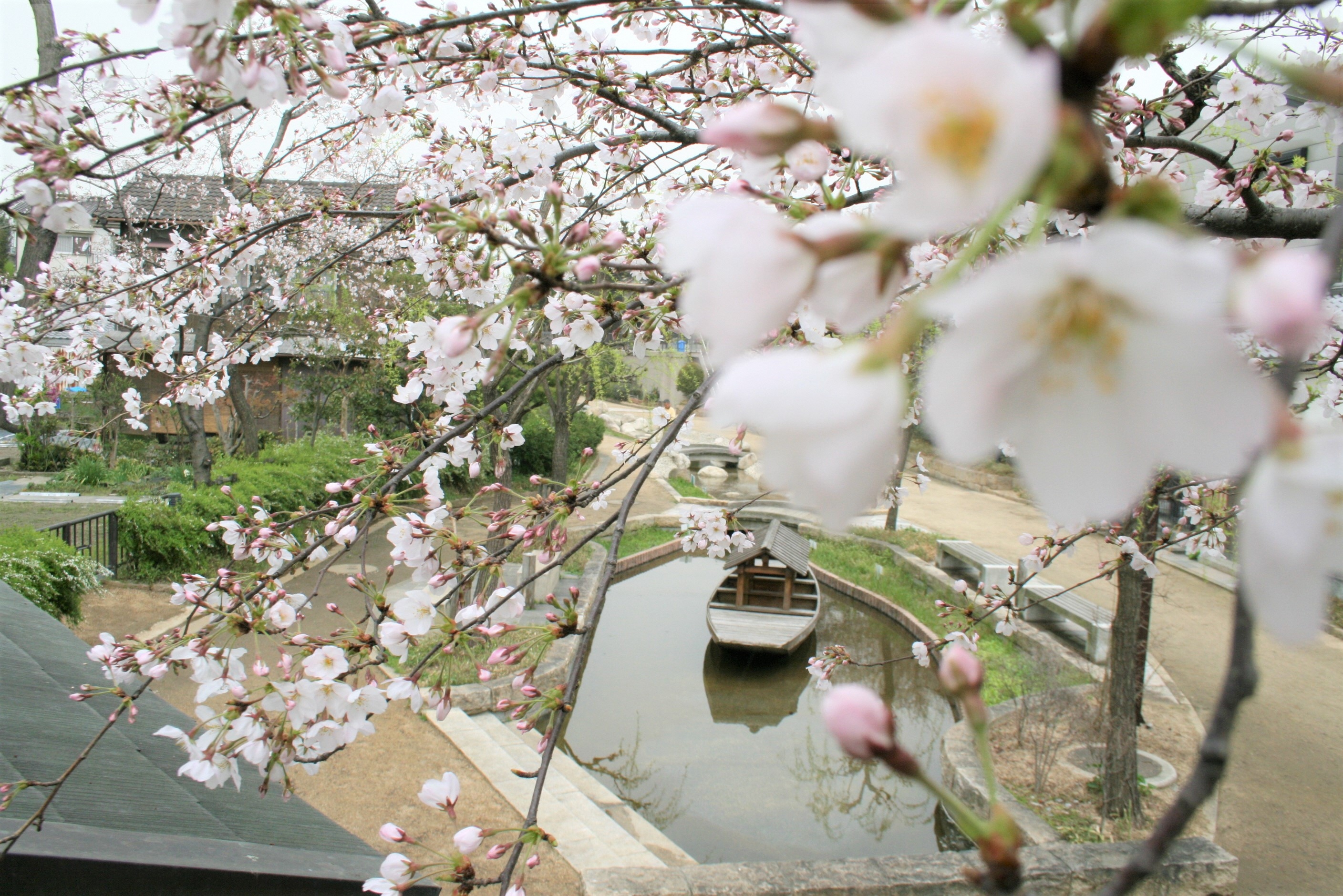 水面廻廊の桜の様子