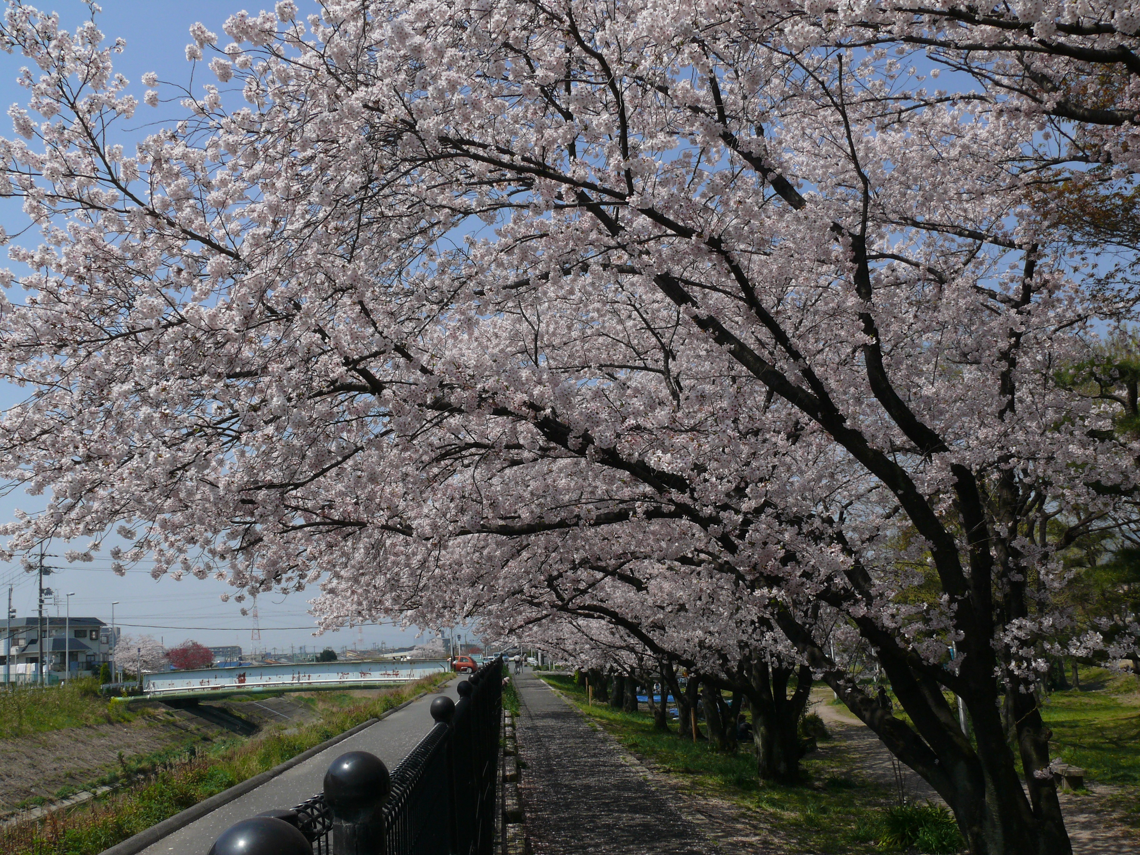 船橋川堤防沿いの桜並木の様子