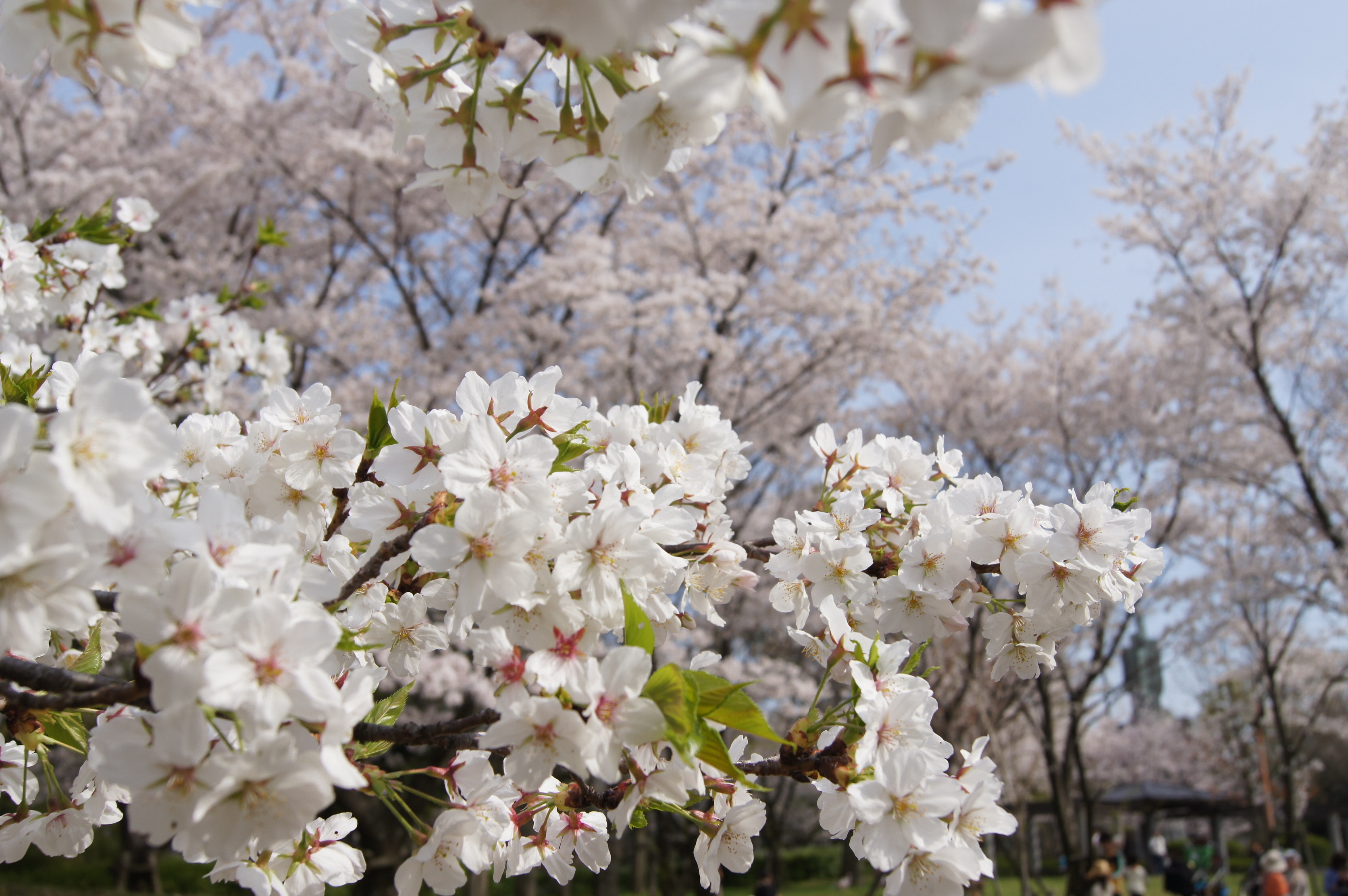 王仁公園の桜の様子