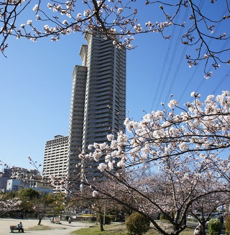 楠葉中央公園の桜の様子