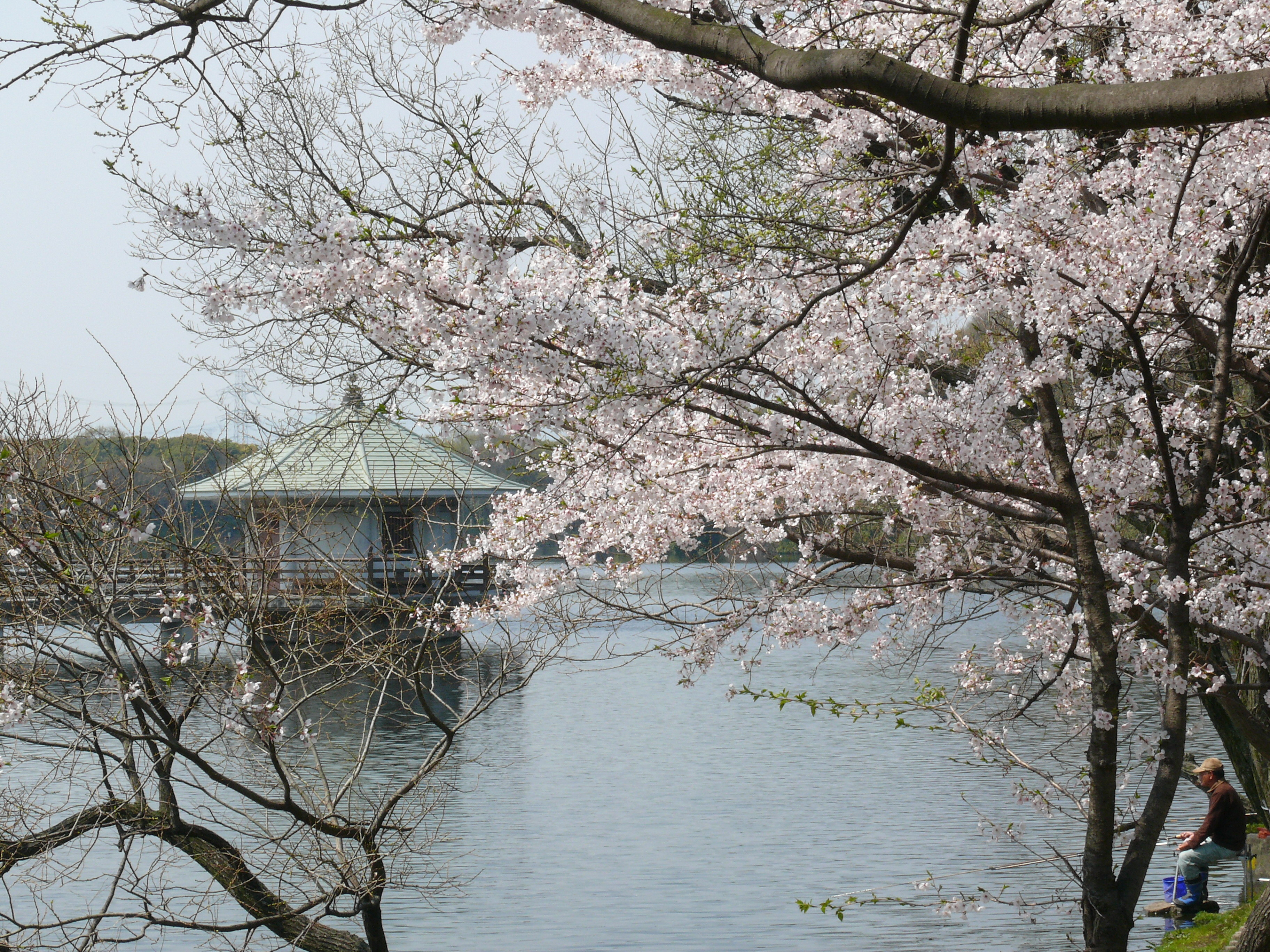 山田池公園の桜の様子