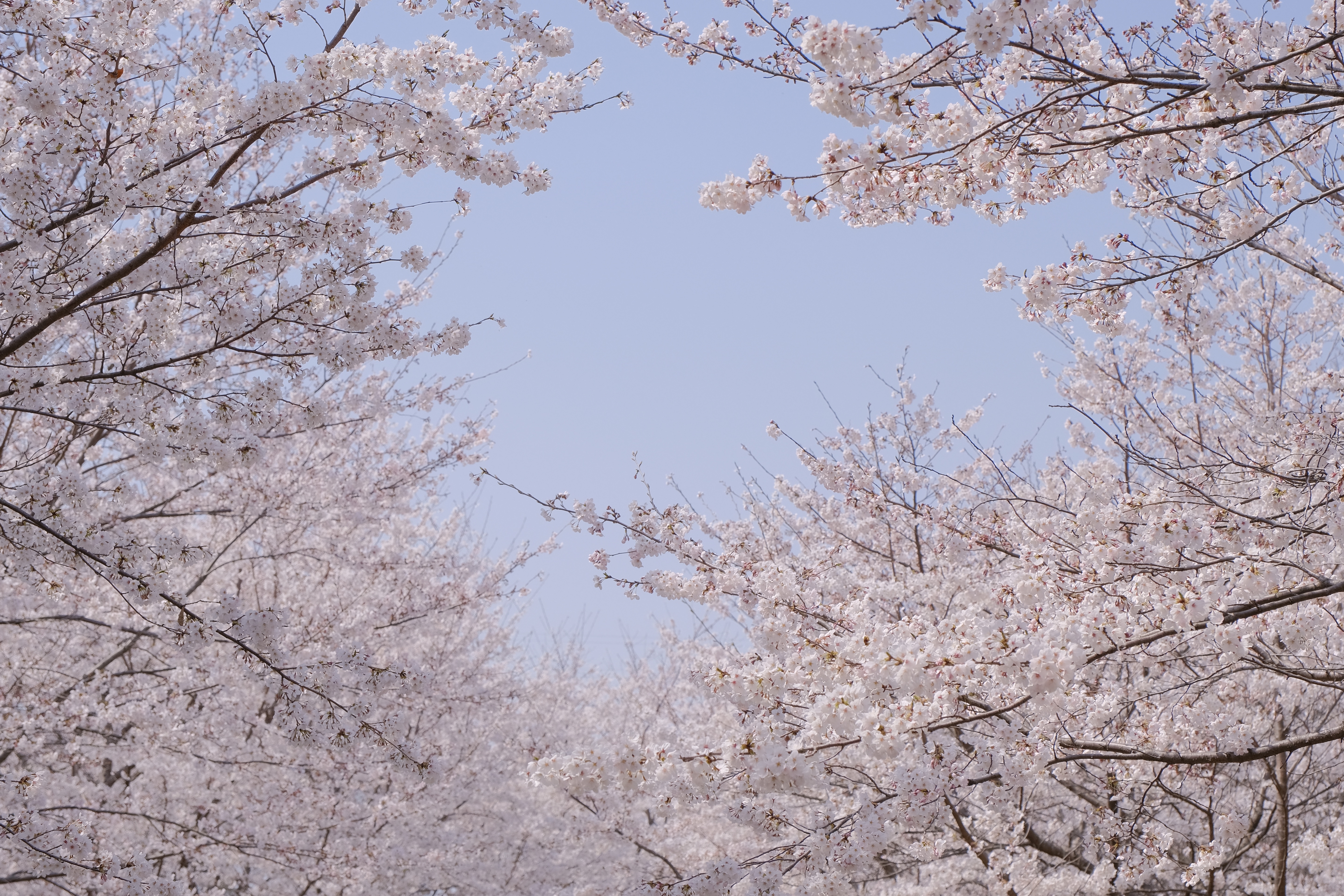 桜のイメージ画像です