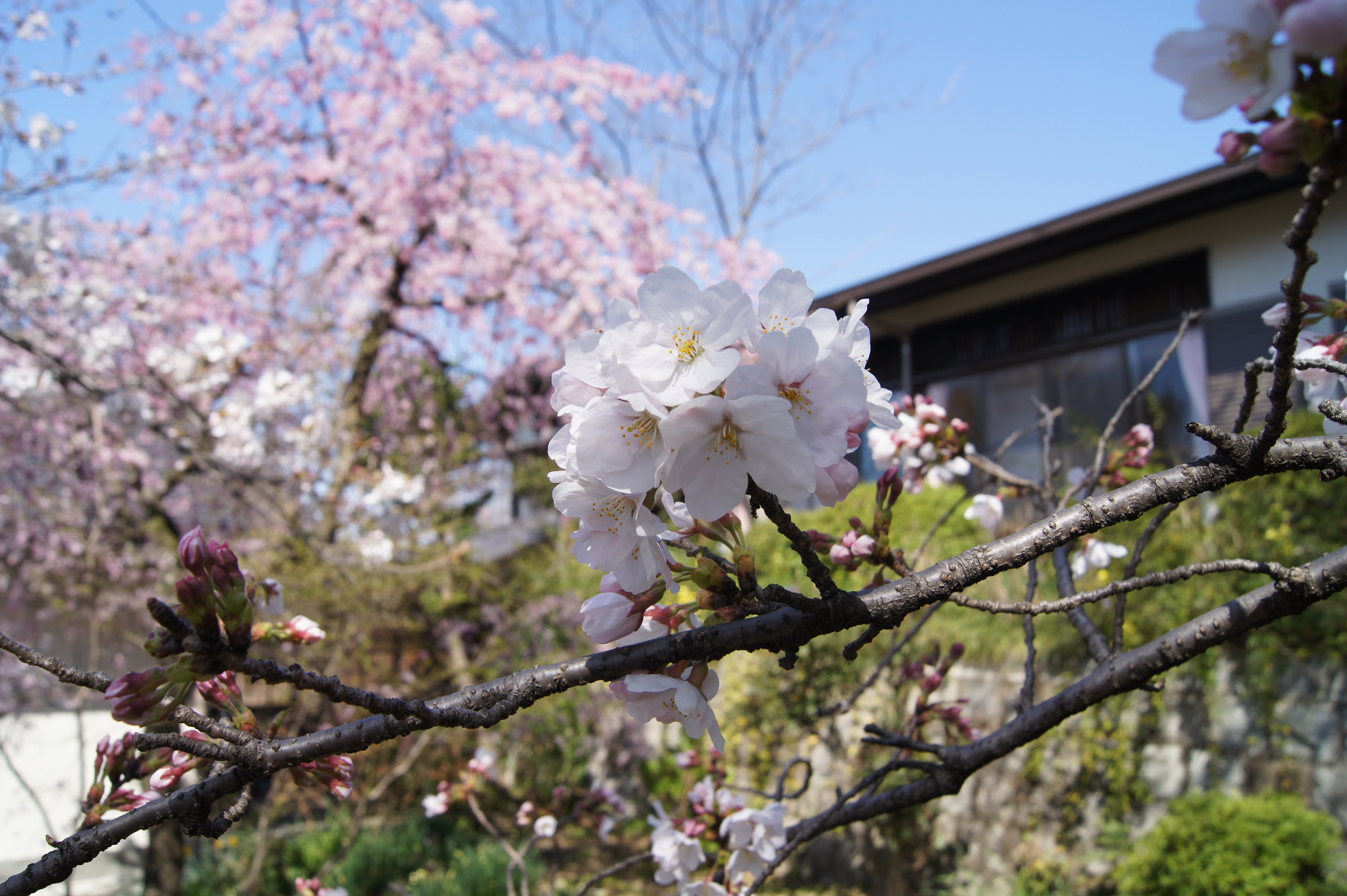 楽寿荘の桜の様子