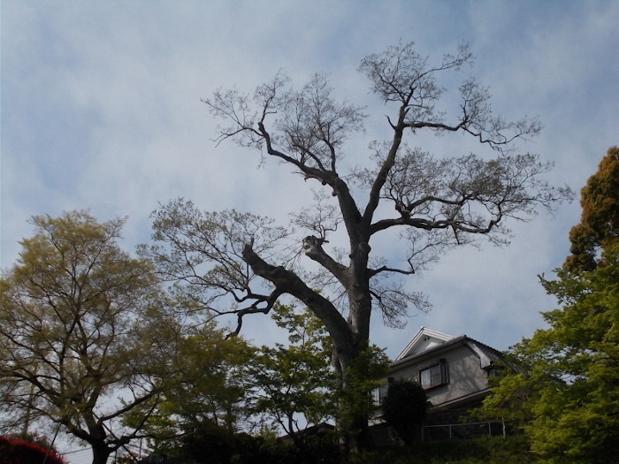 枚方田中邸のむく(2)（2020年4月5日撮影）の画像