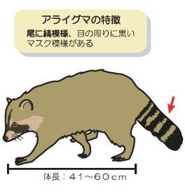 アライグマのイラスト