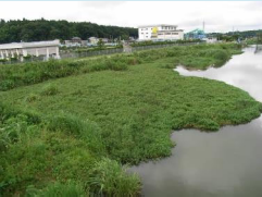 ナガエツルノゲイトウの繁茂の様子