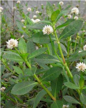 ナガエツルノゲイトウ